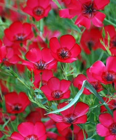 Hoa lanh đỏ